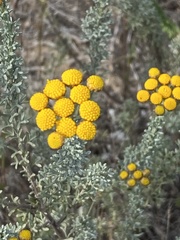 Pentzia trifida
