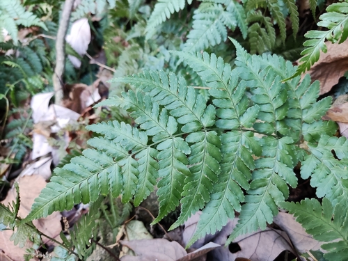 Dryopteris sparsa iNat (3)