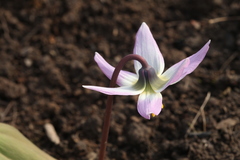 Erythronium krylovii