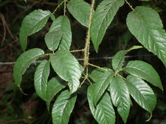 Rubus erythrocladus