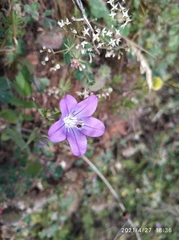 Legousia