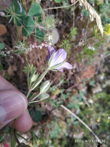 Image of Legousia pentagonia by (c) Tandoğan ORUZ, some rights reserved (CC BY)