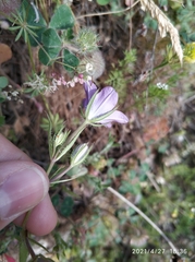 Legousia