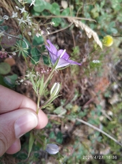 Legousia