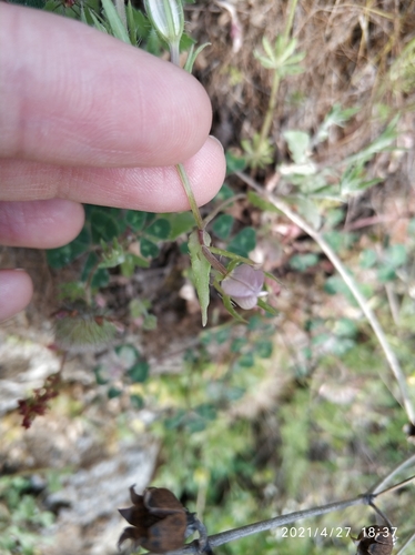 Image of Legousia pentagonia by (c) Tandoğan ORUZ, some rights reserved (CC BY)