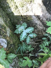 Hydrophyllum macrophyllum