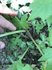 Hydrophyllum macrophyllum