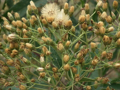Vernonanthura tweedieana