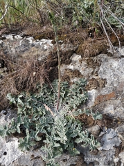 Verbascum