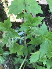 Hydrophyllum macrophyllum