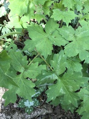 Hydrophyllum macrophyllum