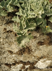 Verbascum
