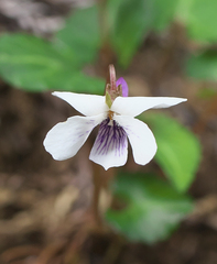 Viola sieboldii