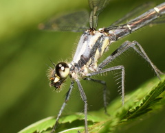 Austroargiolestes calcaris