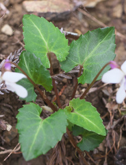 Viola sieboldii