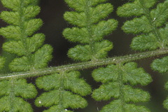 Hypolepis rufobarbata