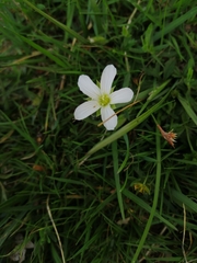 Arenaria montana