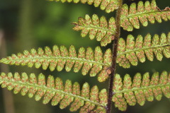 Hypolepis rufobarbata