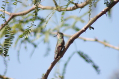 Leucolia violiceps