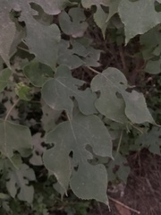 Broussonetia papyrifera