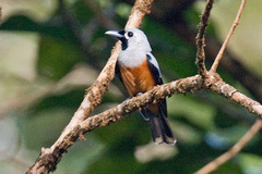 Black-Winged Monarch photo 1