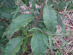 Vernonanthura tweedieana