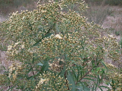 Vernonanthura tweedieana