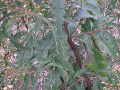 Vernonanthura tweedieana