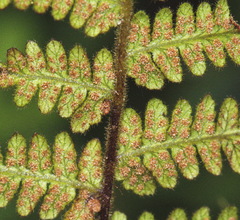 Hypolepis rufobarbata