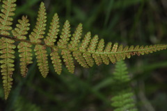 Hypolepis rufobarbata