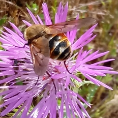 Pangonius