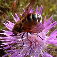 Pangonius