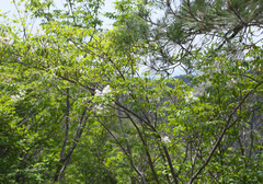Fraxinus sieboldiana