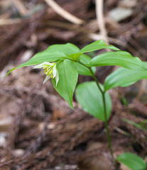 Disporum smilacinum