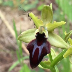 Ophrys sphegodes atrata