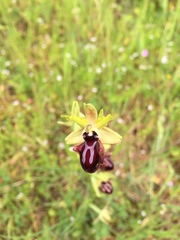 Ophrys sphegodes atrata