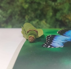 Papilio demoleus