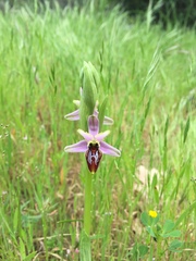Ophrys exaltata splendida
