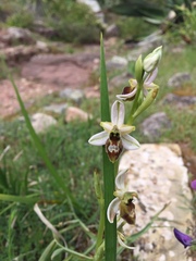 Ophrys exaltata splendida