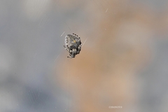 Araneus circe