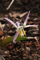 Erythronium krylovii