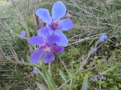 Anchusa azurea