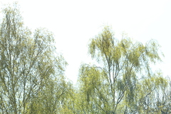 Salix