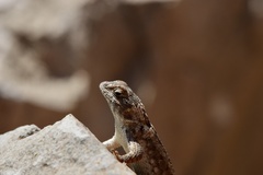 Sceloporus spinosus