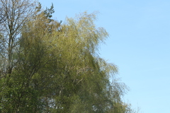 Angiospermae