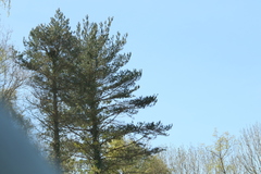 Angiospermae