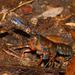 Central Highland Spiny Crayfish - Photo (c) Reiner Richter, some rights reserved (CC BY-NC), uploaded by Reiner Richter