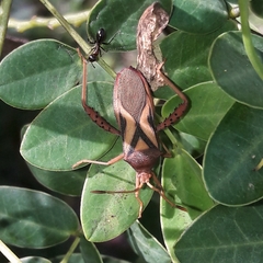 Crinocerus sanctus