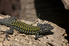 Common Wall Lizard photo 6