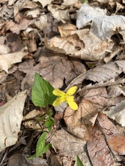 Viola pubescens